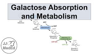 Galactose Absorption and Metabolism  Leloir Pathway and Galactosemia [upl. by Iilek]