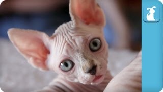 40 Seconds of Precious Sphynx and Bambino Kittens Part 1  Kitten Love [upl. by Lubbock]