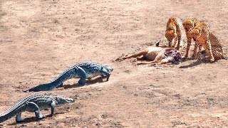 2 Crocodiles Chase 3 Cheetahs off Buck [upl. by Ynnos]