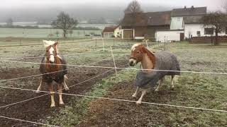 Haflinger Hengst Weltano und Stute Amanda auf der Koppel  Dezember 2019 [upl. by Ecenahs]