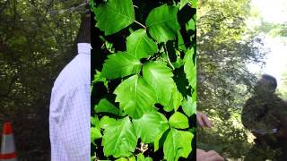 Toxicodendron radicans [upl. by Elahcim]