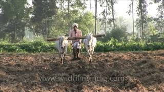 Traditional ploughing of paddy field with help of bulls in Karnataka [upl. by Xila]