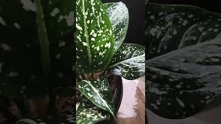 Aglaonema costatum mygardenmylove aglaonema aaglaonemaplant aglaonemavarieties aglaonemalovers [upl. by Akehs]