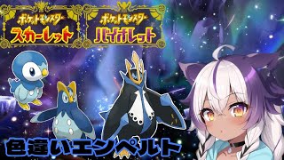 【ポケモンSV】色違いポッチャマ → ポッタイシ → エンペルト【ポケットモンスタースカーレットバイオレット】 [upl. by Lyrpa159]