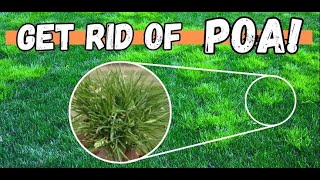 HOW TO KILL POA ANNUA WITH ONE STEP [upl. by Eelyr]