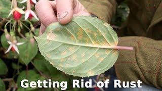 Get Gardening Getting Rid of Rust [upl. by Farra]