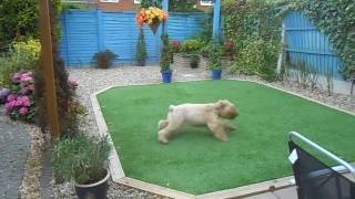 Wheaten Terrier gets the zoomies after a long walk [upl. by Zerimar]