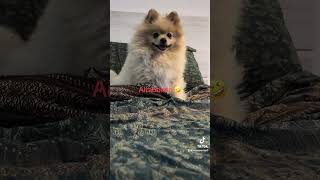 Ricette pomeranian pomefiore pets pomernian pom pomerenian doglife pomellato pie [upl. by Derrej]