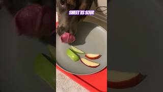 Dog Reviews Apples  Gigi [upl. by Naes904]