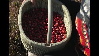 Cranberry Day Traditional Harvest Festivals [upl. by Tamsky276]