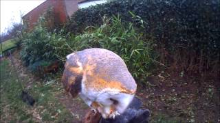 Barn owl training what can happen when flying an owl with to high weight [upl. by Sarnoff]