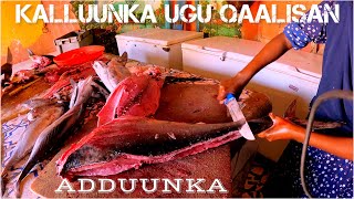 SUUQA KALLUUNKA UGU WAYN SOMALILAND [upl. by Bibeau]