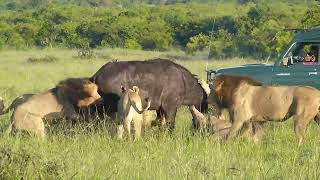 RONGAI PRIDE KILLED A BUFFALO [upl. by Perkins707]