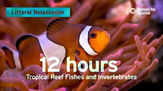 12 Hours Of Tropical Coral Reef Fishes At Monterey Bay Aquarium  Littoral Relaxocean [upl. by Raymonds629]