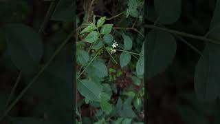 Flowers of Cipadessa baccifera [upl. by Aneerehs790]