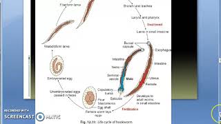 Parasitology 200 b Hookwormancylostoma duodenalelife cycleeggadultrhabdiformfilariform larva [upl. by Treiber95]