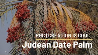 Revival of an Extinct Plant  Judean Date Palm  Creation is Cool [upl. by Rivera]