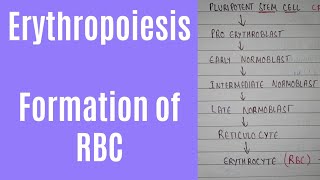 Erythropoiesis process and erythropoiesis location  formation of RBC [upl. by Allemat]