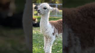 Alpaca Dolce Luna at Little Valley Farm Alpaca Farm Hunter Valley alpacas [upl. by Lion586]