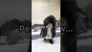 Pestos Epic Transformation [upl. by Irme]