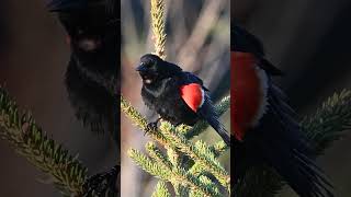 red winged blackbird song shorts [upl. by Etteoj]