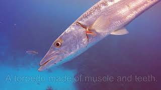 Barracuda Attack on fish Caught on Video [upl. by Mariand312]