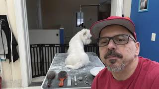 Westie Maintenance Grooming video 1 [upl. by Dicky]