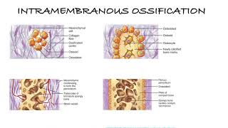 HOW BONES ARE MADE  INTRAMEMBRANOUS AND ENDOCHONDRAL OSSIFICATION [upl. by Henrietta]