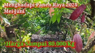 Bunga Banyak Menhadapi Panen Raya80000KgMCC02BB01 [upl. by Edrock]