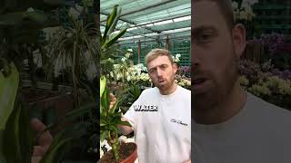 The Dracaena plant care guide  shop all Dracaenas [upl. by Ailhad442]