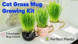 How To Grow Cat Grass at Home With a Cat Grass Growing Kit [upl. by Santini437]