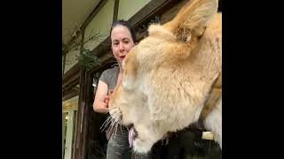 quotMeet the Worlds Largest Cat Liger from Myrtle Beach Safari  Guinness World Record Holderquot [upl. by Vigor]