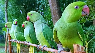 Talking Parrot Natural SoundsVoices [upl. by Fons]