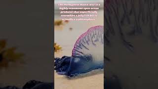 Portuguese Man O War  Wonders of the Wild amp Beyond [upl. by Mazel]