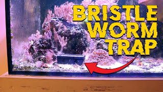 BRISTLE WORM TRAP by Printed Reef [upl. by Aronel]