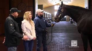 Meet a Special Yearling at Winstar Farms [upl. by Verras]