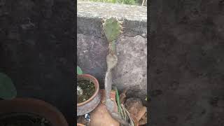 Cactus plant shorts video [upl. by Eylloh983]