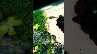 Beautiful shrimp tank setup idea 🦐short shorts shortvideo [upl. by Kersten]