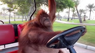 Orangutan Driving A Golf Cart [upl. by Amara]