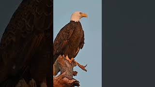 Red tailed hawks call vs bald eagle cry sound call eaglesound bolfeagle assaultbird sky [upl. by Rog882]