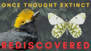 5 quotExtinctquot Species that were Rediscovered [upl. by Aiotal768]