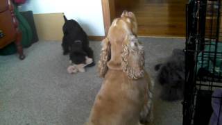 Cocker Spaniel with Puppy singing and barking [upl. by Bret]