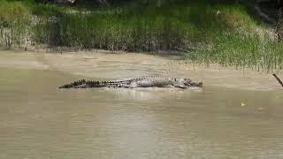 Estuarine Crocodile at Cahills Crossing [upl. by Siobhan965]