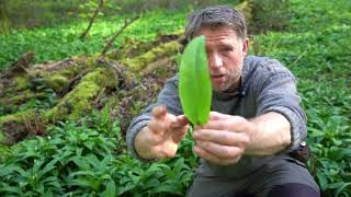 Wild Garlic and Stinging Nettle Soup cooked over a campfire in the woods [upl. by Stacia]