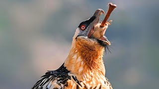 Bearded Vulture 🍖 The BoneEating Bird [upl. by Lauber]