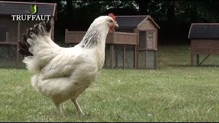 Comment bien élever des poules  choisir sa poule la race le nombre de poules Truffaut [upl. by Llertal]