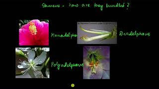 Types of androecium and gynoecium  Morphology of flowering plants  Biology  Khan Academy [upl. by Aissac842]