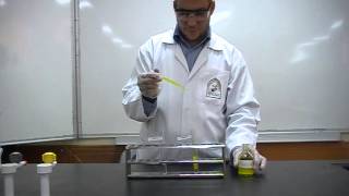 Picric Acids test Part 3 to differentiate between Albumin amp peptone [upl. by Stedt]