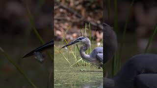 Great Blue Heron Catches A Fish birds greatblueheron shorts wildlife birding nikonz8 nature [upl. by Letta484]