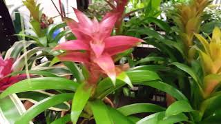 How to care for a Bromeliad Plant  Donna Joshi [upl. by Cestar]